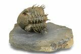 Enrolled Spiny Drotops Armatus Trilobite - Multi-Toned Shell #255441-2